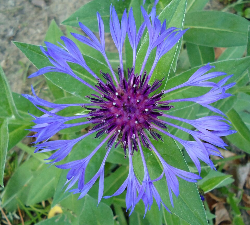 Cornflower blue flower