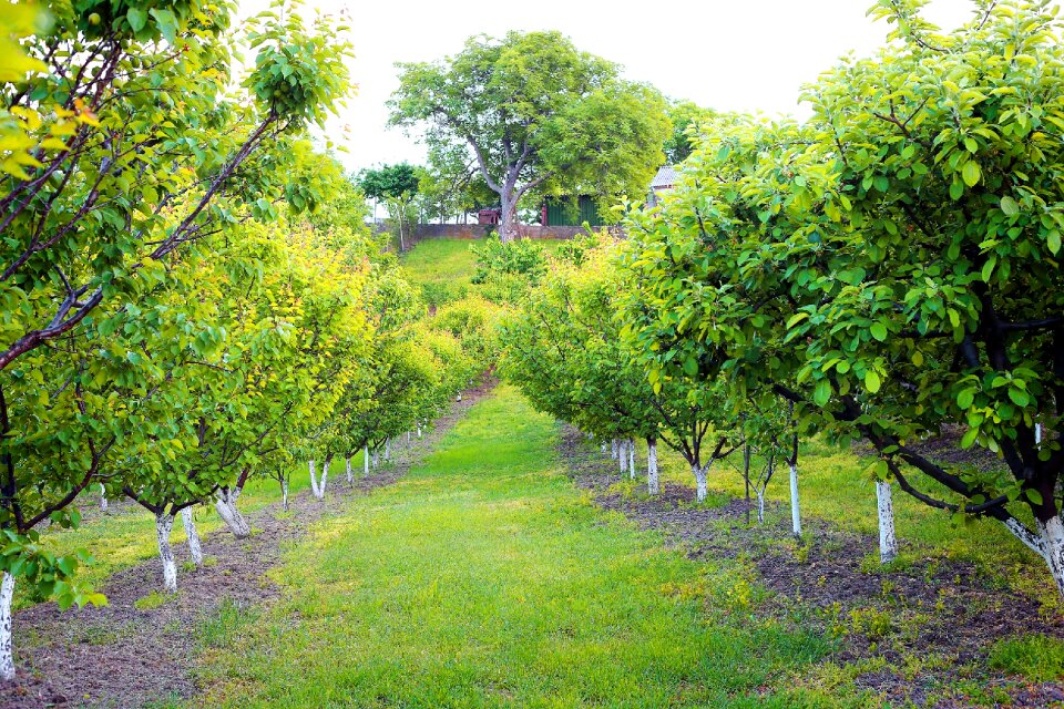 Trees spring agriculture