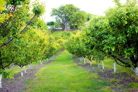 Trees spring agriculture