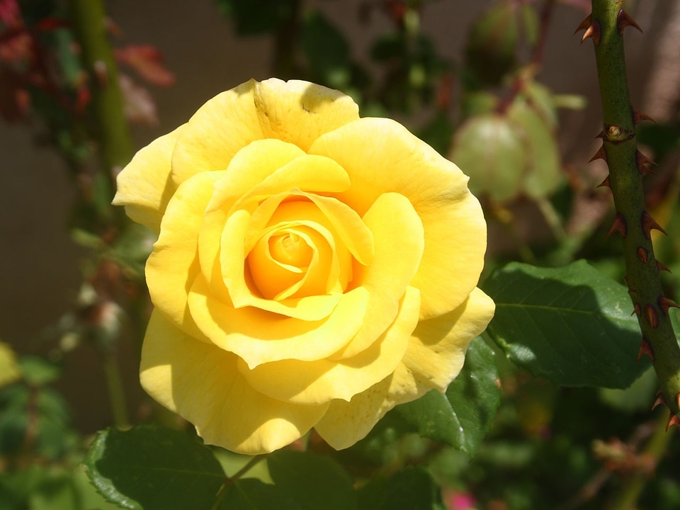 Bloom plant blossom