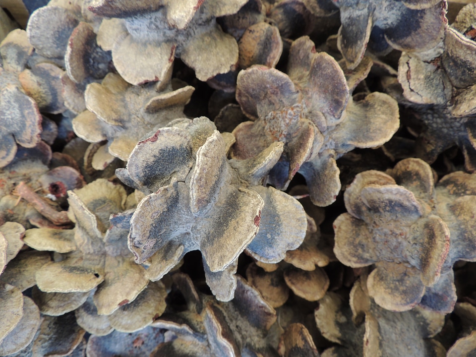 Dried seeds decoration