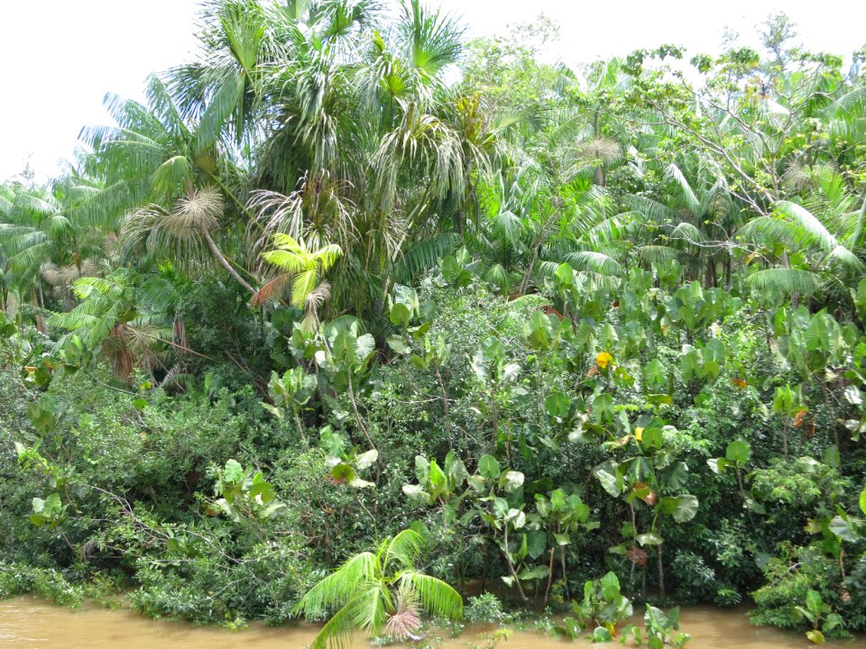 Amazon rainforest brazil photo