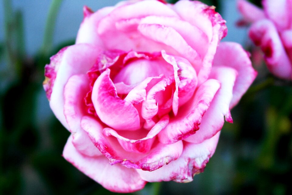 Passion valentine's day flower