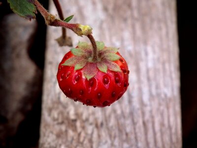 Wild strawberry garden strawberry appetizing photo