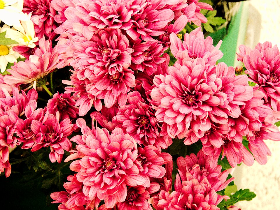 Autumn nature beautiful flower