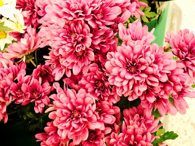 Autumn nature beautiful flower