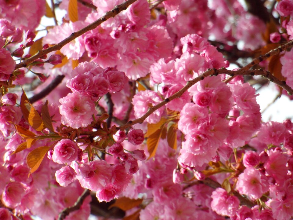 Flowers pink tender