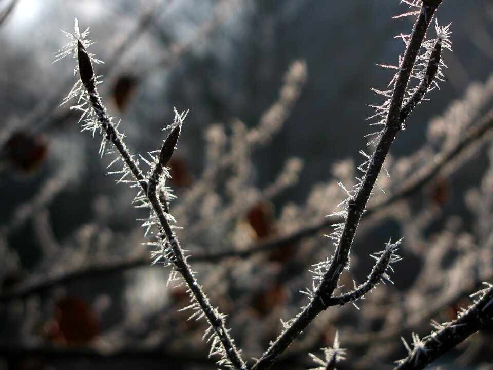 Frost frosted frozen