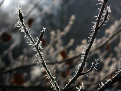 Frost frosted frozen photo