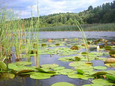 Nuphar lutea white müritz