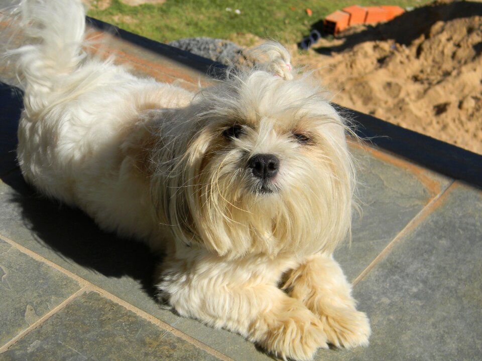 Dog pet domestic animals
