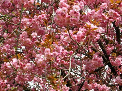 Tender blossom bloom
