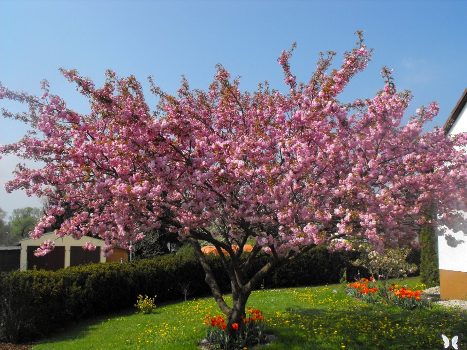Cherry tree tree spring