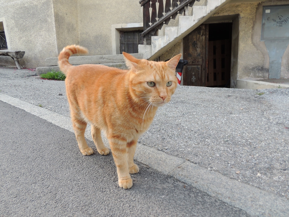 Cat animal Free photos