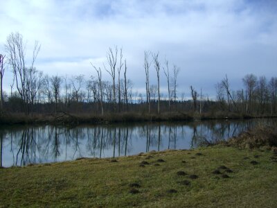 Trees kahl mirroring
