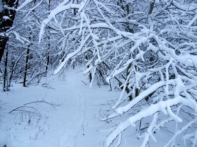 Tree trace footprint photo