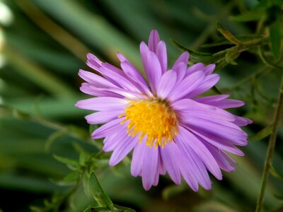 Beautiful flower garden flowers colorful