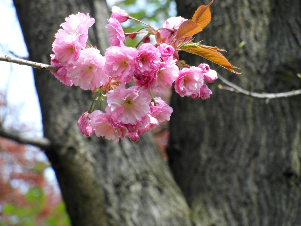Tender blossom bloom