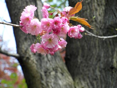 Tender blossom bloom
