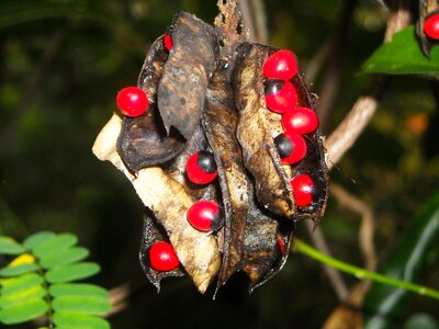 Red black plants