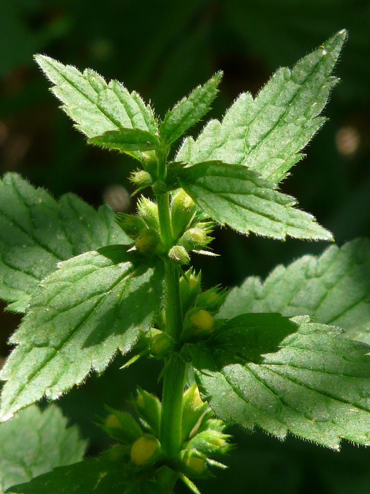 Green lamium galeobdolon galeobdolon luteum