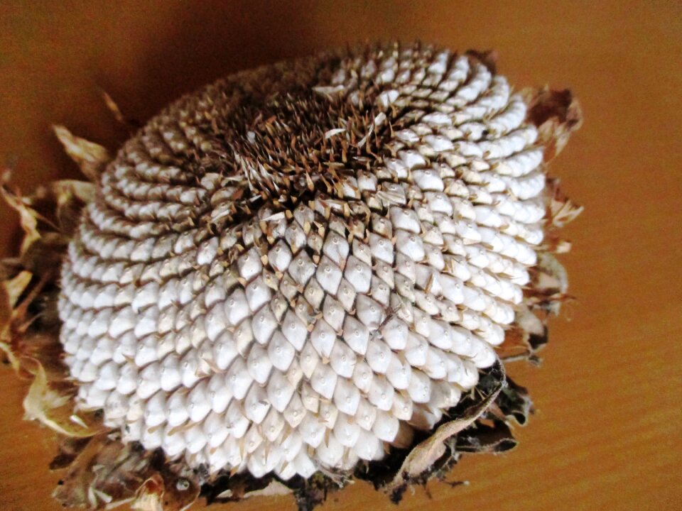 Leaves arid bird seed