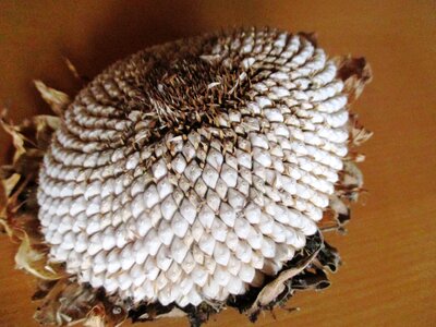 Leaves arid bird seed