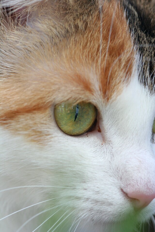 Cat face head eye