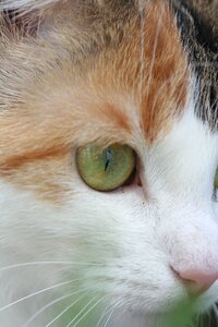 Cat face head eye photo