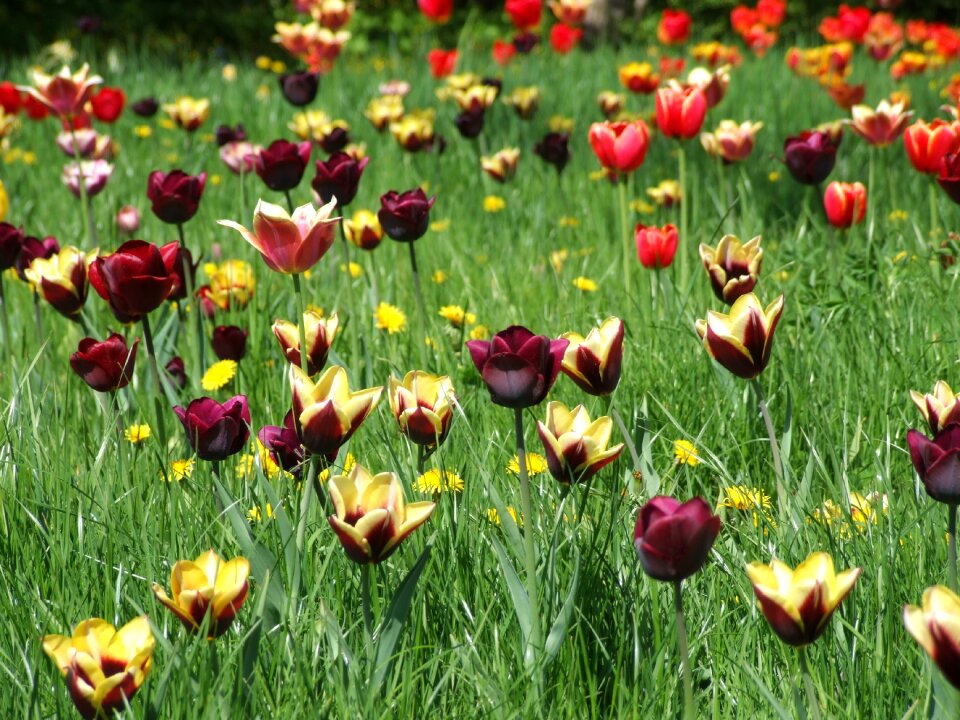 Grass colorful flower meadow