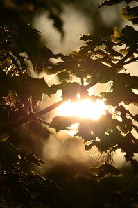 Nature leaves backlighting