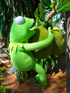 Large frog kermit photo