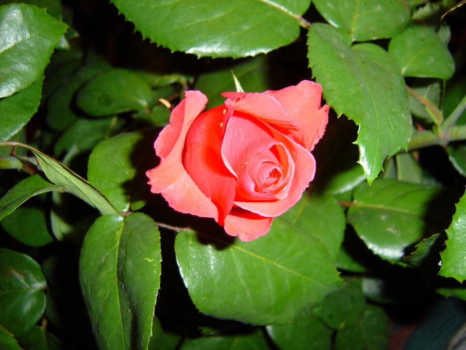 Springtime nature bud