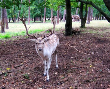 Antler scoop graze photo