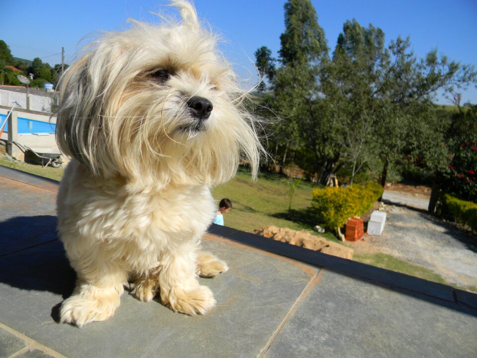 Dog posing model