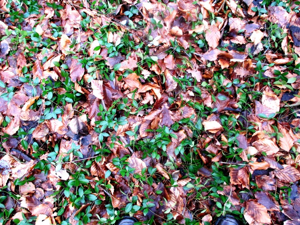 Leaves disputed ground evergreen