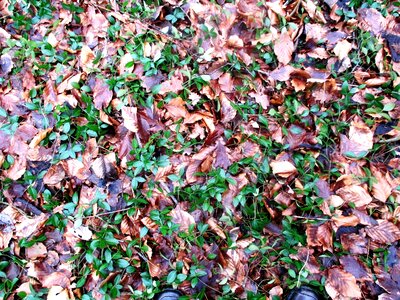 Leaves disputed ground evergreen