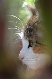 Head profile cat photo