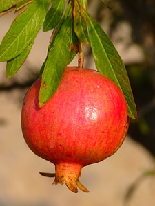 Apple food red