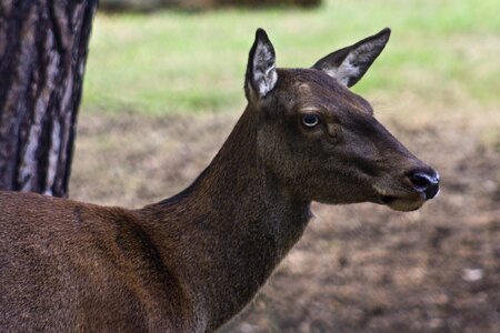 Antler handsome graze