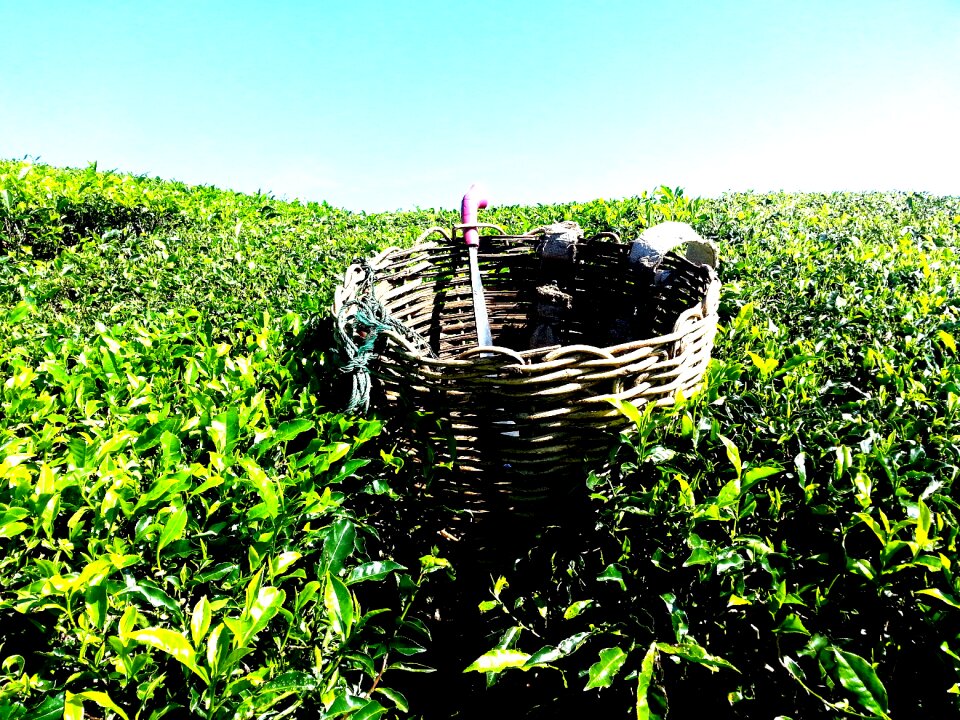 Cameron highlands malaysia green photo