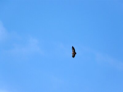 Raptor sky birds photo