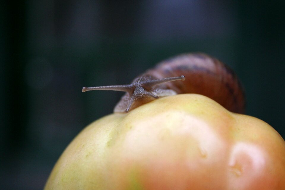 Animal shell close-up
