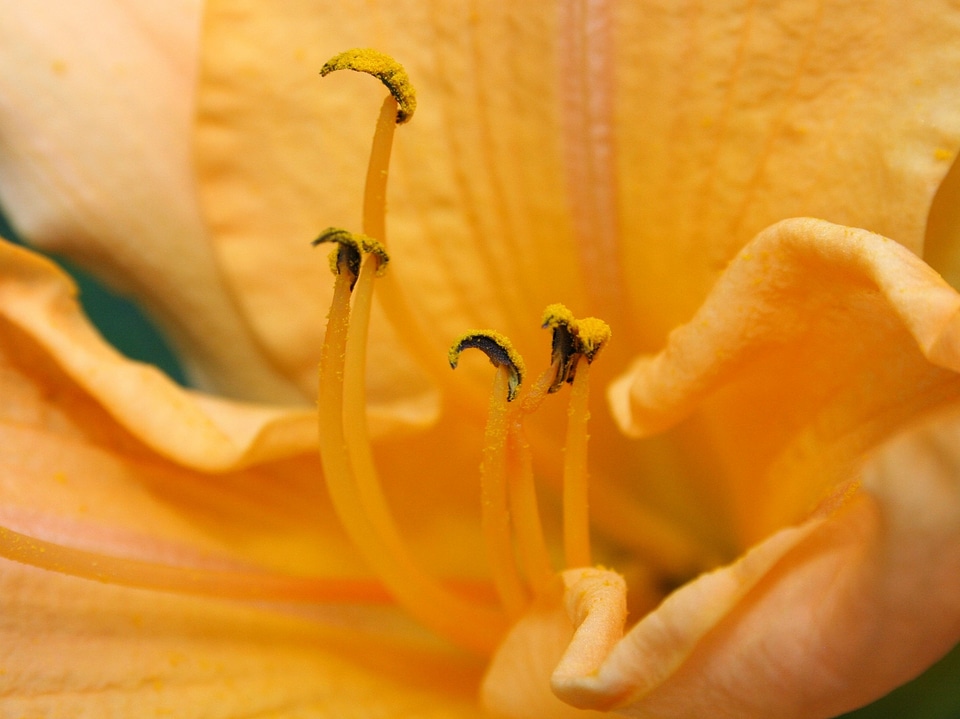 Anther filament petals