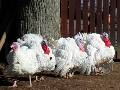 Pets farm turkey