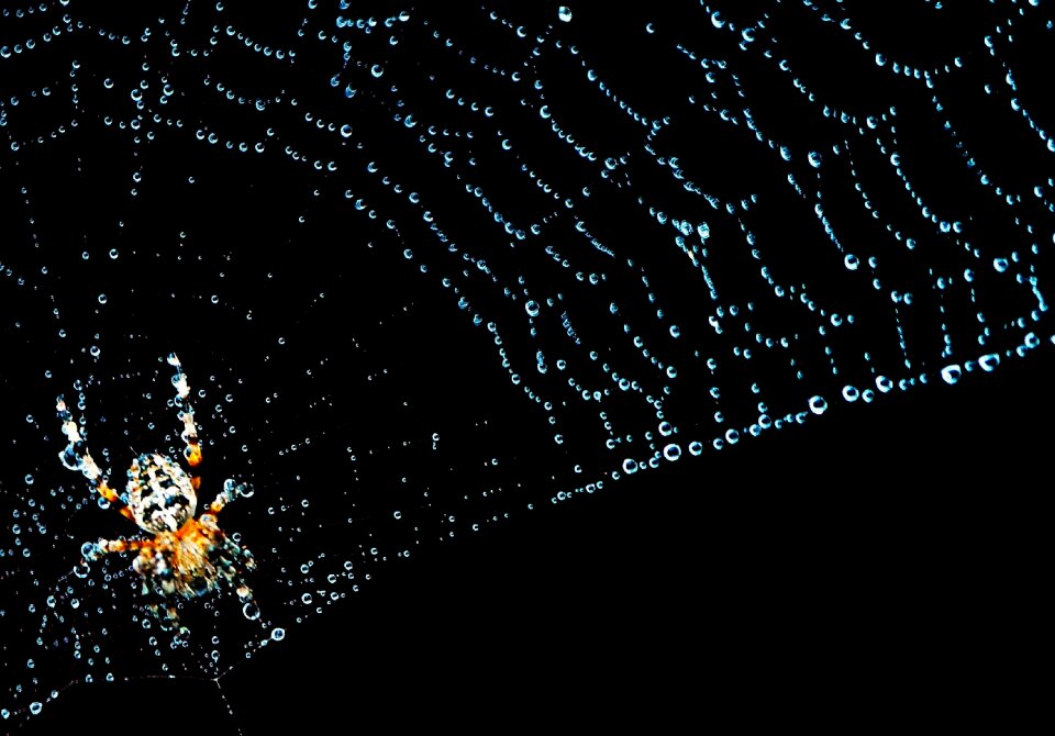 Spider insect nature