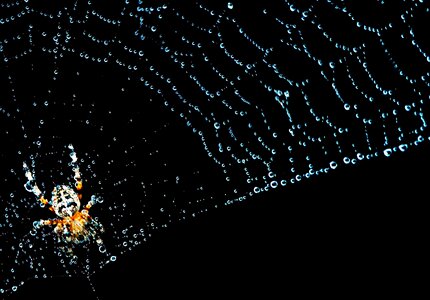 Spider insect nature