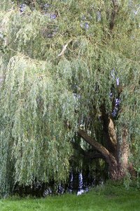Pasture weeping willow tree photo