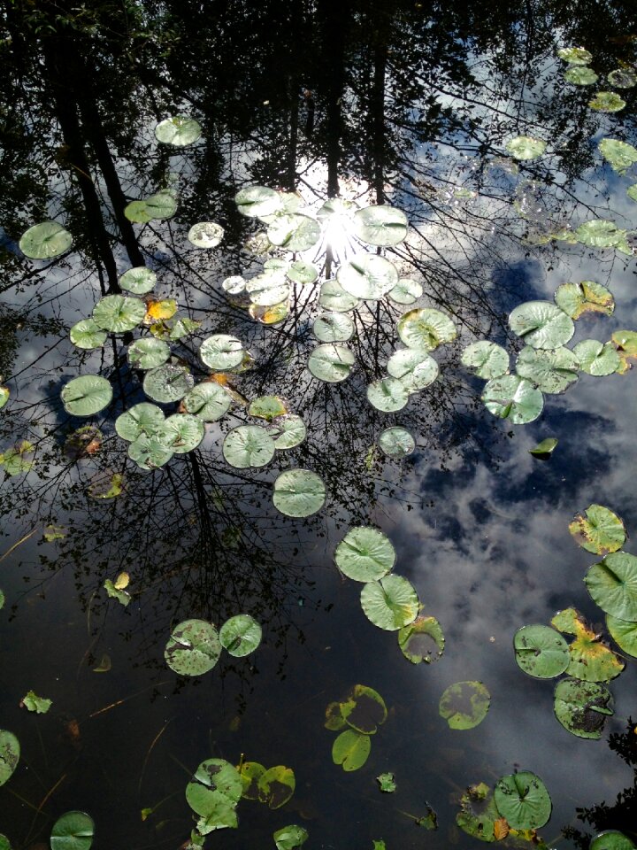 Nature reflection tranquil