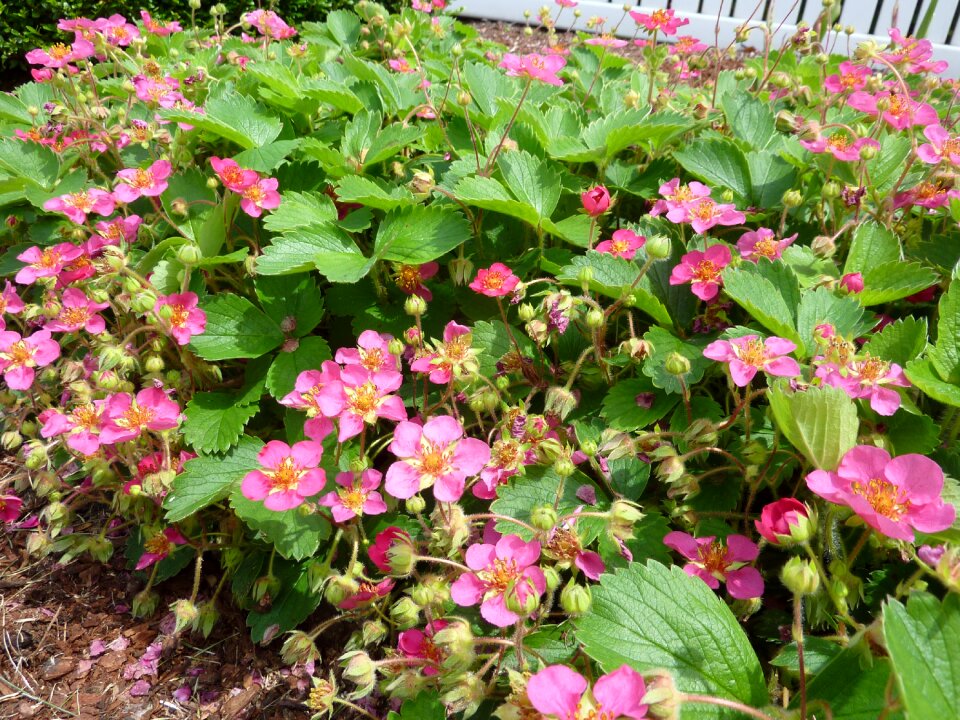 Strawberries plant berries